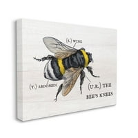 Stupell Industries Anatomija medene pčele šarmantne pčele Dizajn koljena Daphne Polselli, 36 48