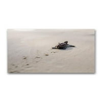Mala morska kornjača koja šeta po plakatu u Mumbaiju-slika iz Mumbaija