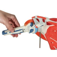 Znanstveni anatomski model od 3 inča - rameni zglob s rotatornom manžetnom-uključuje inteligentnu anatomiju od