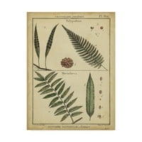 Zaštitni znak likovne umjetnosti 'Diderot Antique Ferns III' platno umjetnost Denisa Diderota