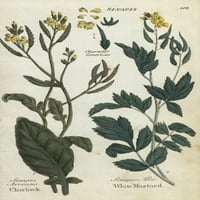 Terenski senf, sinapis arvensis i tisak plakata Whitea ® Florelegius Mary Evans